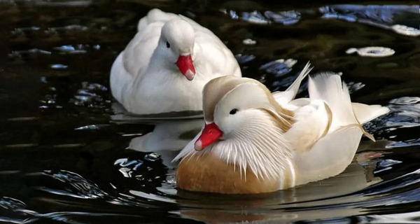 عکس بچه اردک سفید