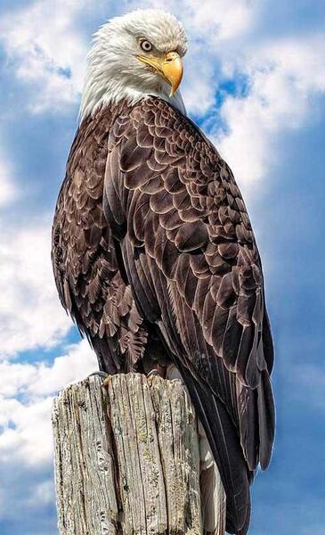 عکس عقاب برای تصویر زمینه خفن