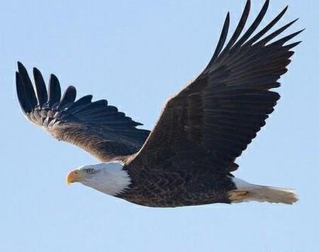 عکس عقاب برای تصویر زمینه خفن