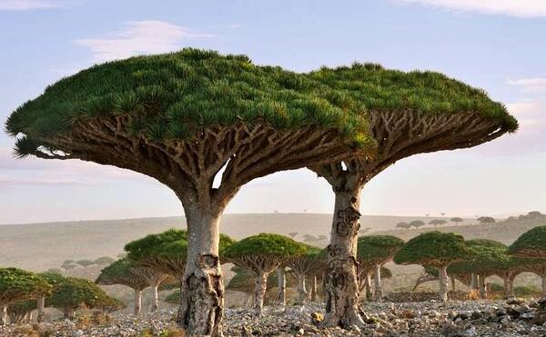 عکس زیباترین جنگل های دنیا