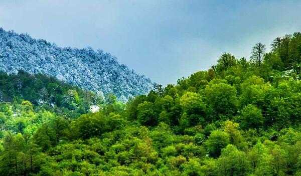 عکس زیباترین جنگل های دنیا