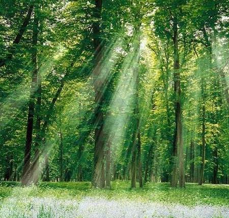 عکس زیباترین جنگل های دنیا