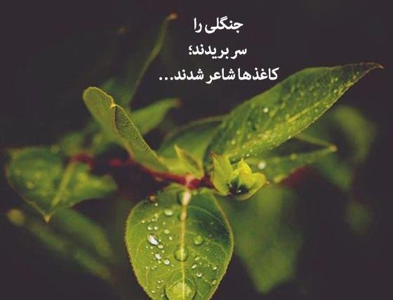 عکس نوشته جنگل