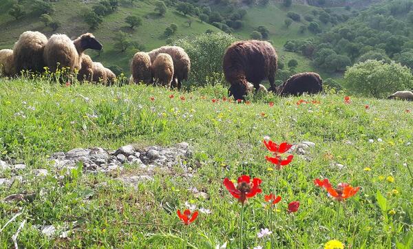 عکس طبیعت کرمان