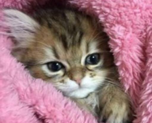 عکس بچه گرگ ناز