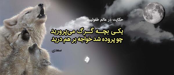 عکس بچه گرگ ناز