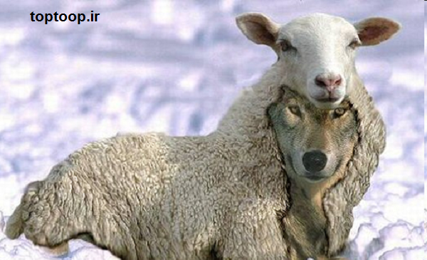 عکس بچه گرگ ناز