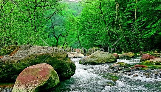 عکس از طبیعت و جنگل