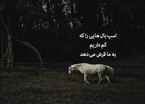 عکس اسب و دختر عاشقانه