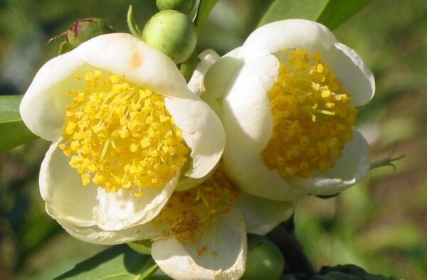 عکس گل جوادی