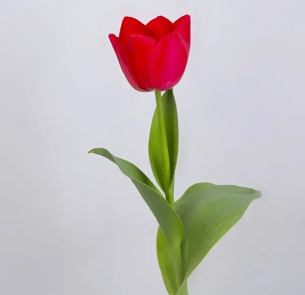عکس گل شیپوری قرمز