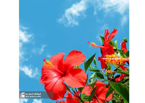 عکس گل شیپوری قرمز