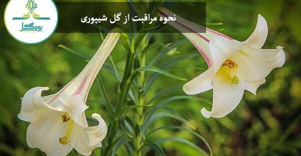 عکس گل شیپوری قرمز