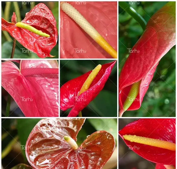 عکس گل شیپوری قرمز