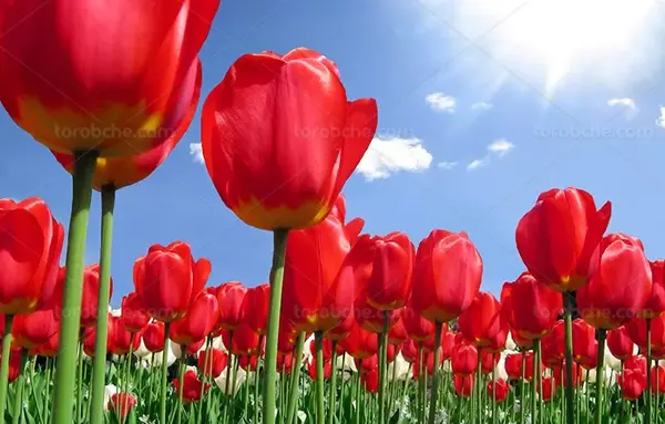 عکس گل شیپوری قرمز