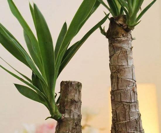 عکس گل یوکا بونسای