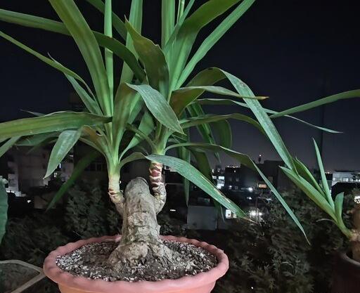 عکس گل یوکا بونسای