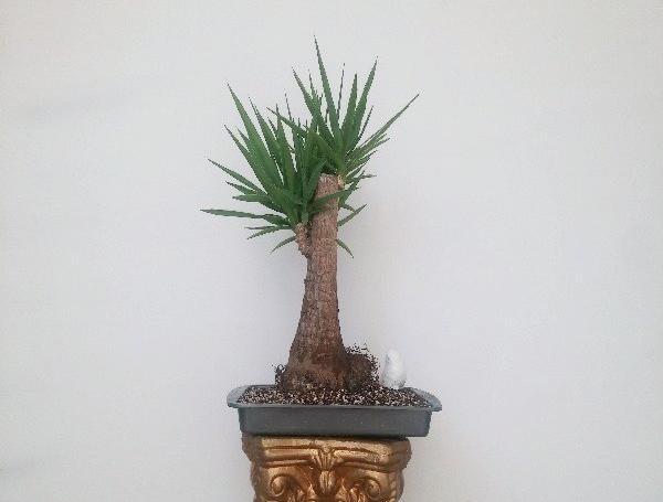 عکس گل یوکا بونسای