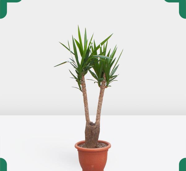 عکس گل یوکا بونسای