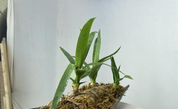عکس گل یوکا بونسای