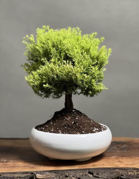 عکس گل یوکا بونسای