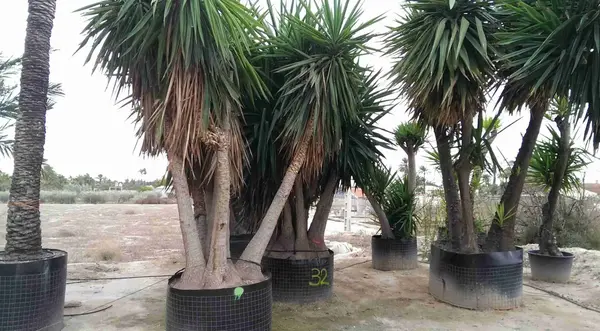عکس گل یوکا بونسای