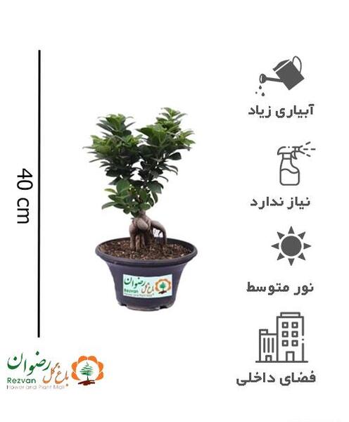 عکس گل یوکا بونسای
