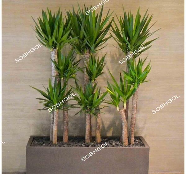عکس گل یوکا بونسای