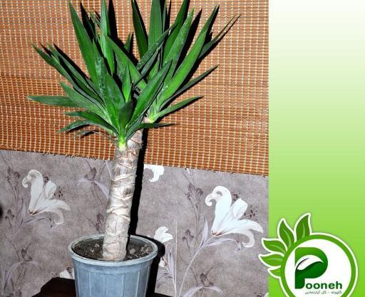 عکس گل یوکا بونسای