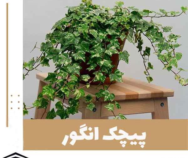 عکس گل پیچکی