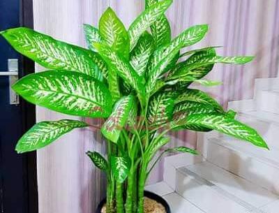 عکس از گل دیفن باخیا