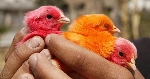 عکس جوجه رنگی قرمز