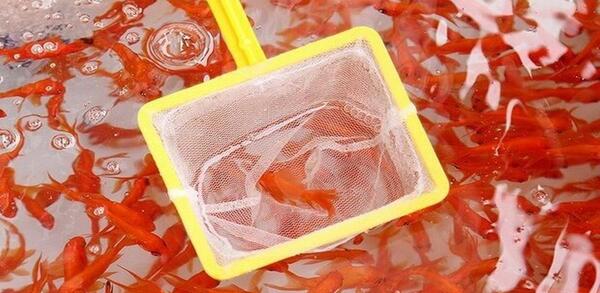 عکس جوجه رنگی قرمز