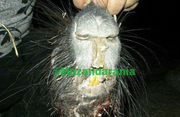 عکس جن در جنگل شمال