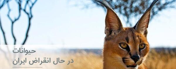 عکس حیوانات کمیاب ایران