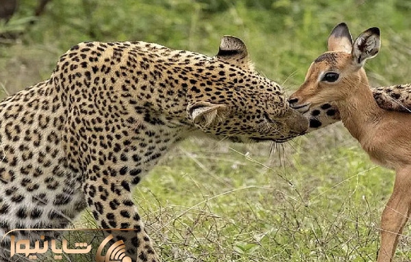 عکس شیر و بچه آهو