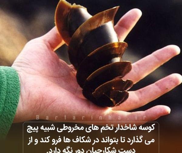 عکس مطالب جالب و دانستنی