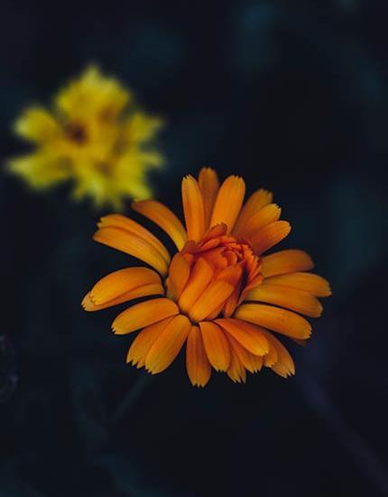 عکس تصویر زمینه گل زرد