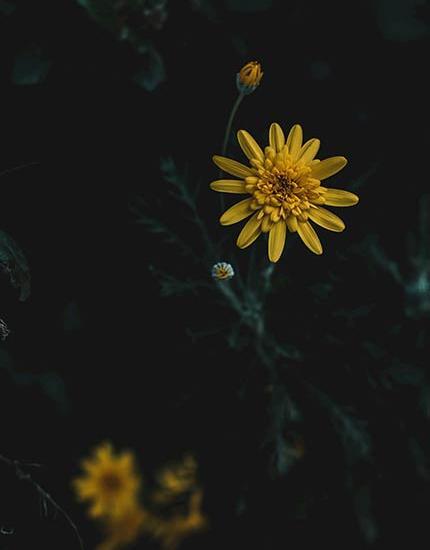 عکس تصویر زمینه گل زرد