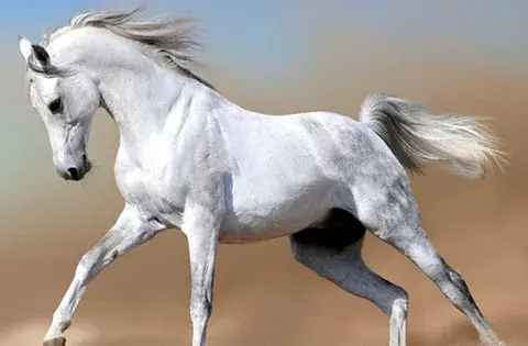 عکس های کره اسب سفید