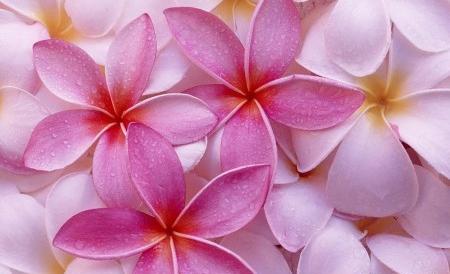 دانلود عکس گل خوشگل برای پروفایل