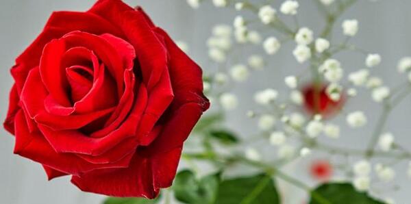 دانلود عکس گل خوشگل برای پروفایل