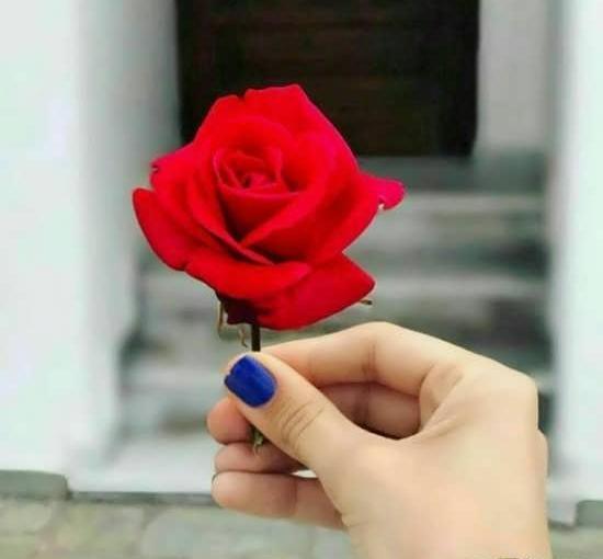 دانلود عکس گل خوشگل برای پروفایل