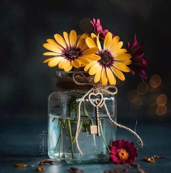دانلود عکس گل خوشگل برای پروفایل