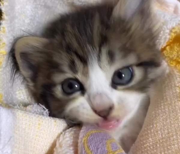 عکس بچه ببر ناز