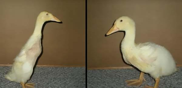 عکس جوجه اردک کله سبز