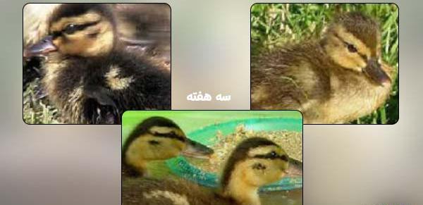 عکس جوجه اردک کله سبز