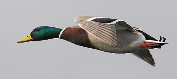 عکس جوجه اردک کله سبز