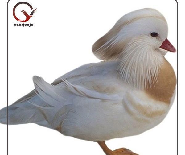 عکس جوجه اردک کله سبز