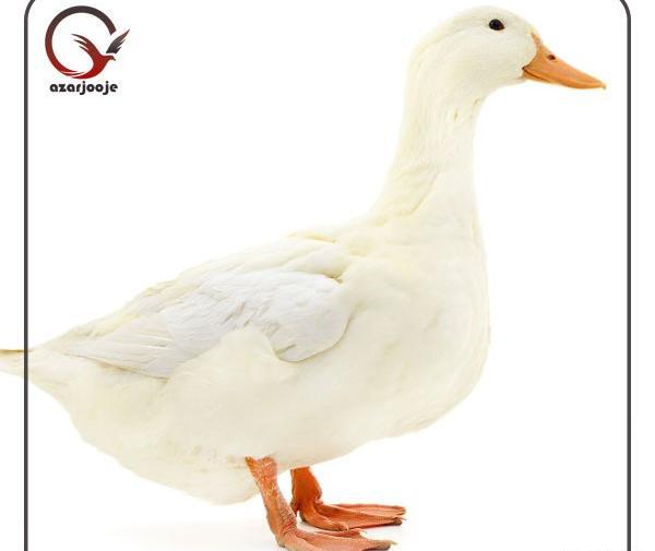 عکس جوجه اردک کله سبز